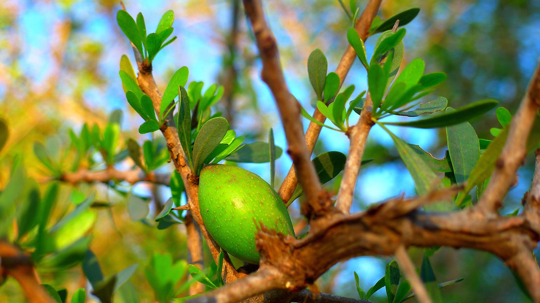 Argan Oil Beard Oil